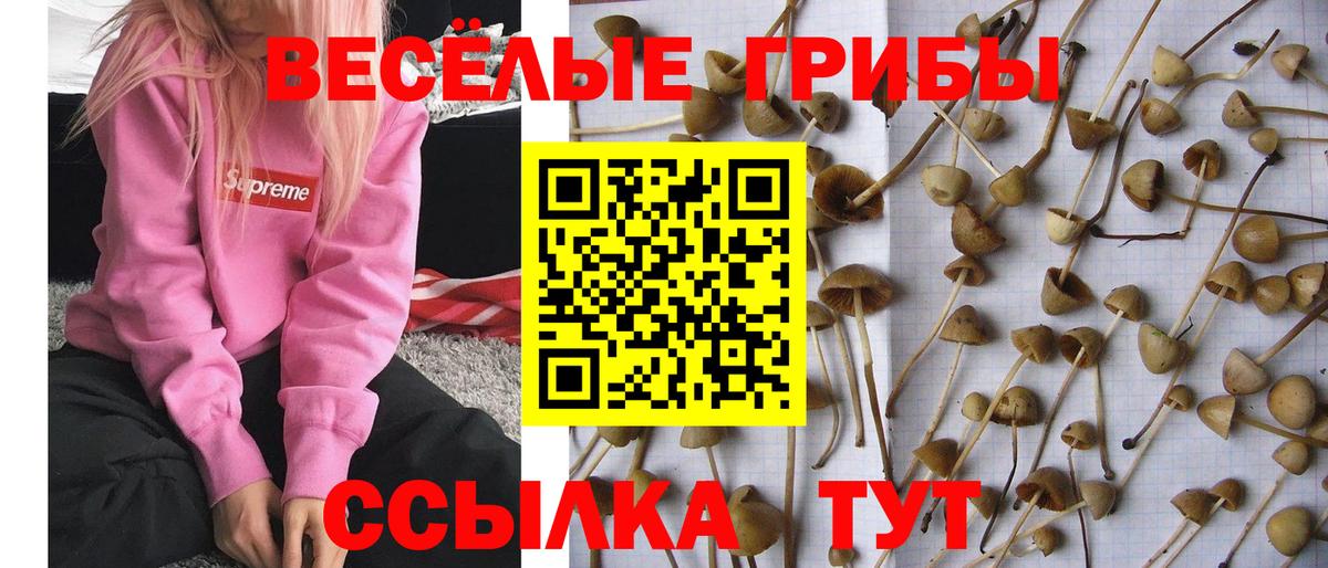 Алексин  Галлюциногенные грибы Psilocybe  Вход с VPN 